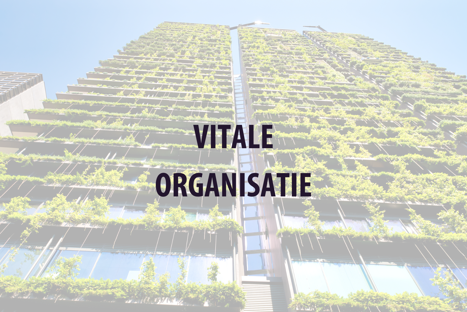 VITALE ORGANISATIE
